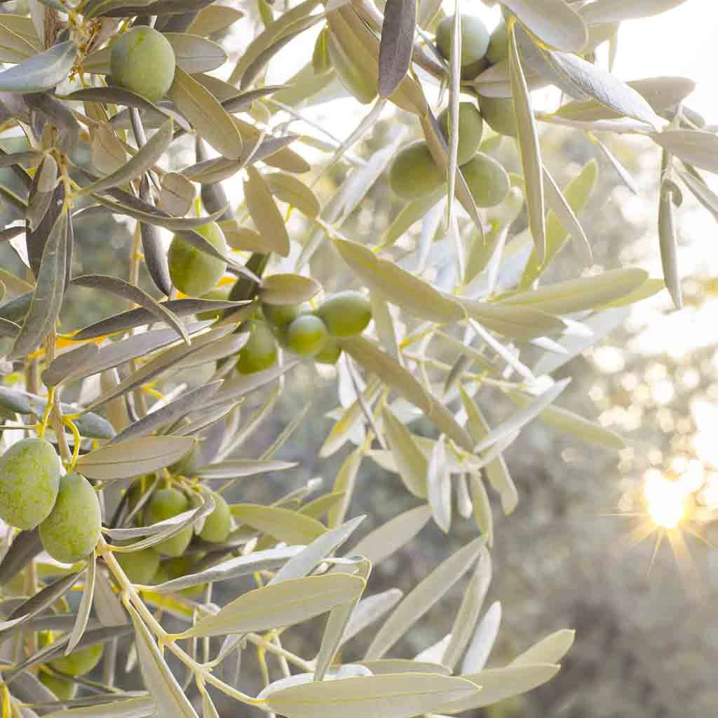 Gaziantep'deki tarım ürünleri nelerdir?