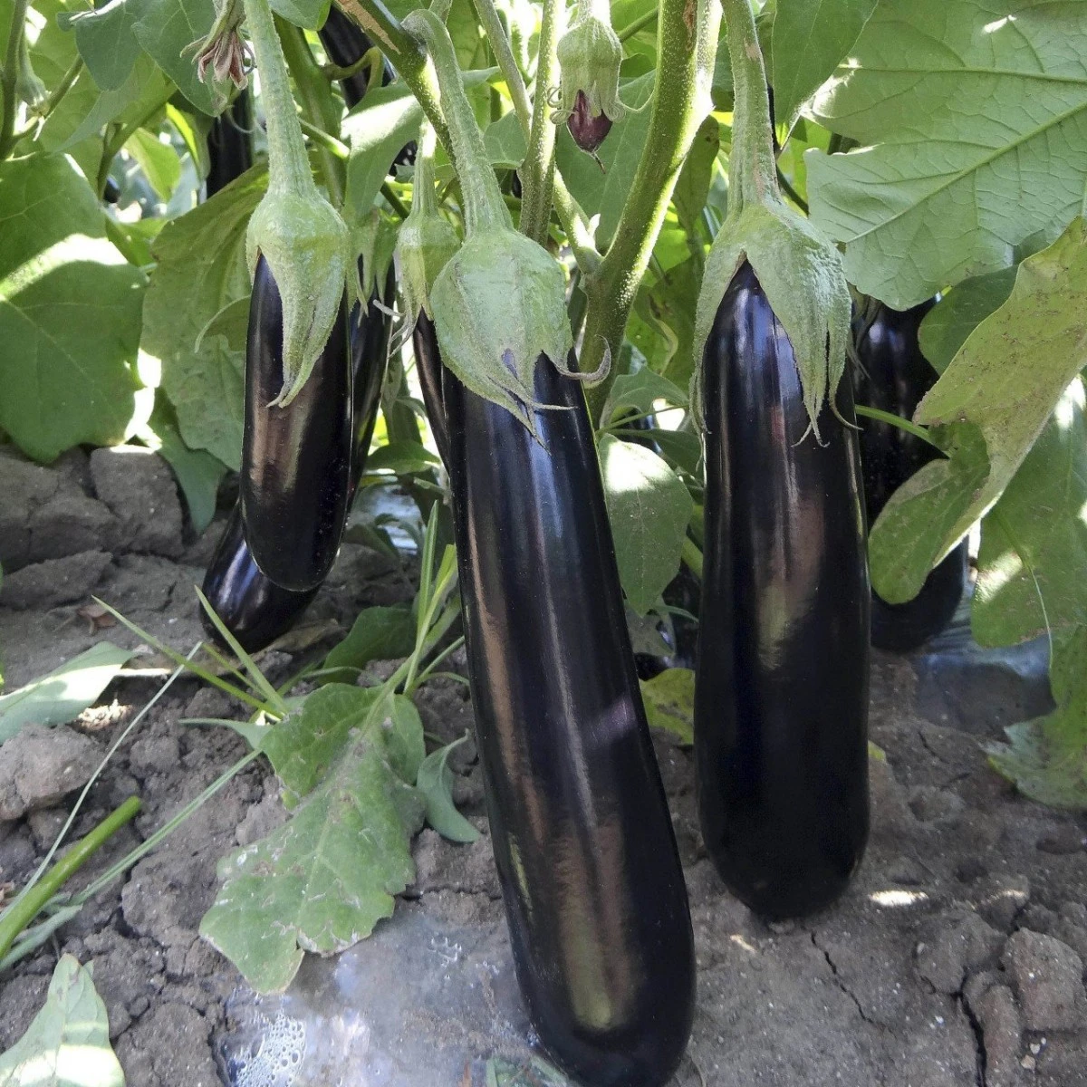 Gaziantep'deki tarım ürünleri nelerdir?