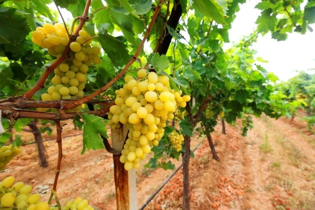 Gaziantep'deki tarım ürünleri nelerdir?