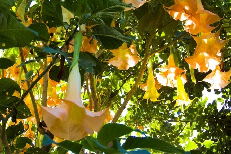 Gaziantep'de Yetişen Bitki Türleri