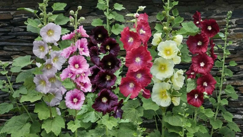 Gaziantep'de Yetişen Bitki Türleri