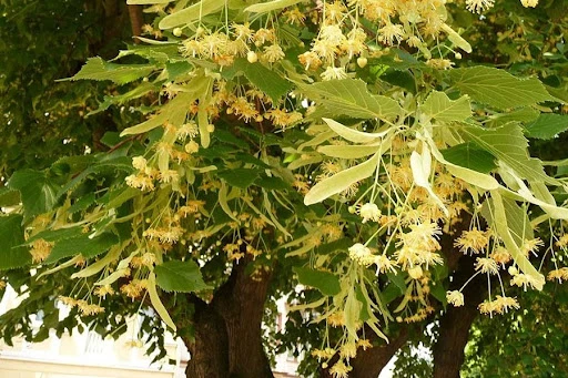 Gaziantep'de Yetişen Bitki Türleri