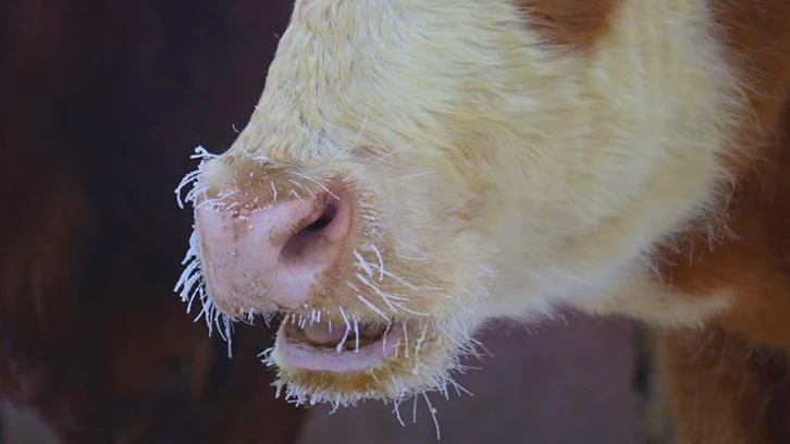 Türkiye'nin buz tutan illeri! -26 dereceyi gördü...