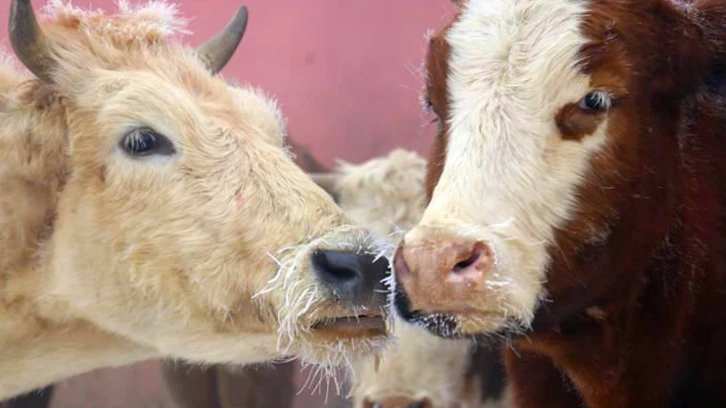Türkiye'nin buz tutan illeri! -26 dereceyi gördü...