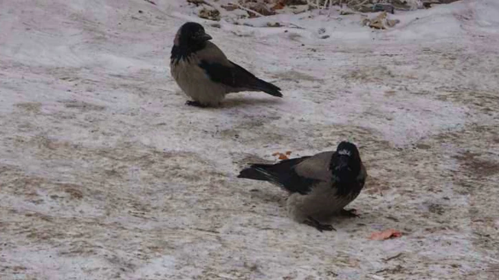 Türkiye'nin buz tutan illeri! -26 dereceyi gördü...