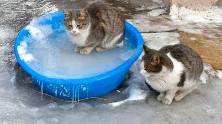 Türkiye'nin buz tutan illeri! -26 dereceyi gördü...
