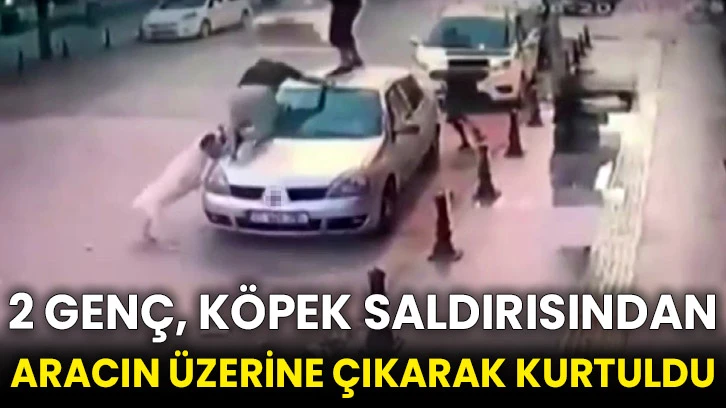 2 genç, köpek saldırısından aracın üzerine çıkarak kurtuldu