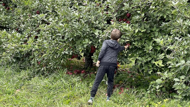 ABD'de aileler sonbaharda hafta sonlarını elma toplayarak geçiriyor