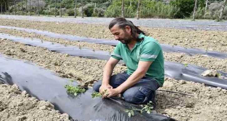 Adabahçe’ye yaz bereketiyle geldi