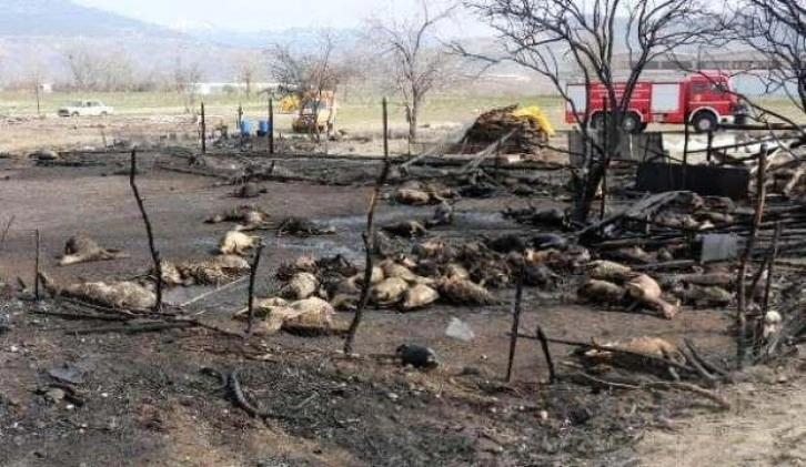 Ağılda çıkan yangında 150 küçükbaş hayvan öldü