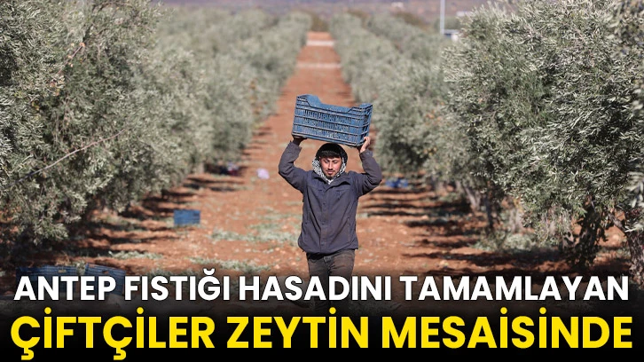 Antep fıstığı hasadını tamamlayan çiftçiler zeytin mesaisinde