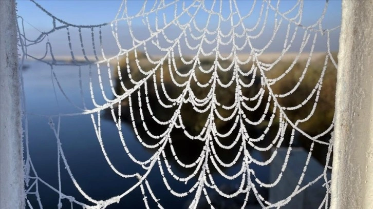 Ardahan ve Kars'ta soğuk hava nedeniyle kırağı oluştu