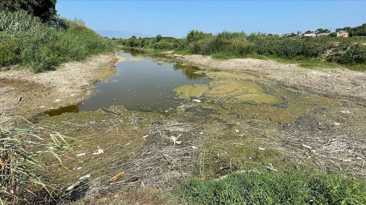 Aydın'da Büyük Menderes Nehri kanalındaki balık ölümleriyle ilgili inceleme başlatıldı