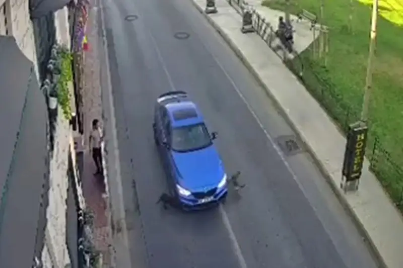 Bakırköy’de yolun karşısına geçmeye çalışan köpeklere otomobil böyle çarptı
