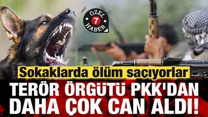 Başıboş köpekler, terör örgütü PKK'dan daha çok can aldı! Sokaklarda ölüm saçıyorlar