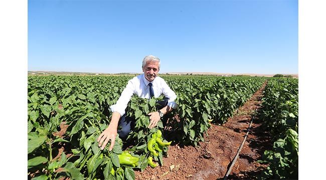 Başkan Tahmazoğlu çiftçilerle birlikte biber topladı