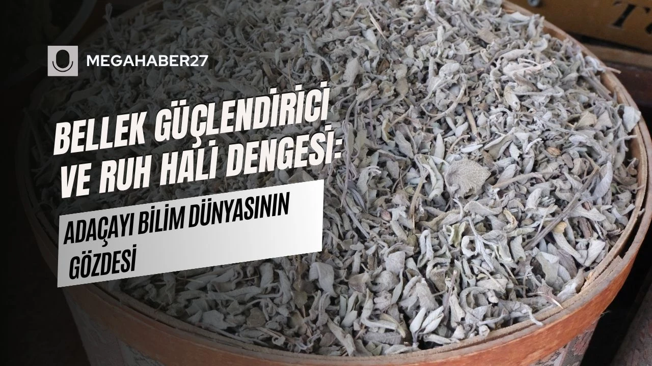 Bellek Güçlendirici ve Ruh Hali Dengesi: Adaçayı Bilim Dünyasının Gözdesi