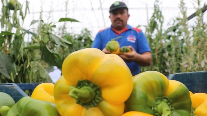 Burdur'da &uuml;retilen Kaliforniya biberi bir&ccedil;ok &uuml;lkeye ihra&ccedil; ediliyor