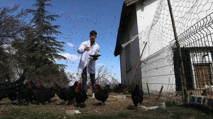 Burdur'daki tarım lisesi hayvancılık alanında da yetkin bireyler yetiştiriyor