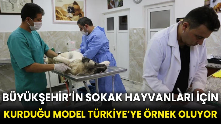 Büyükşehir’in sokak hayvanları için kurduğu model Türkiye’ye örnek oluyor