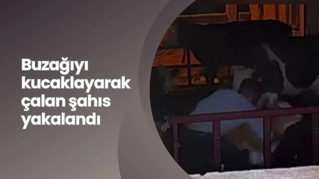 Buzağıyı kucaklayarak çalan şahıs yakalandı
