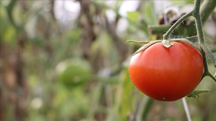Çanakkale Domatesi coğrafi işaretle tescillendi