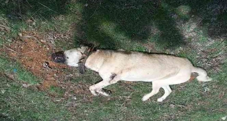Çoban köpeğini tabancayla vurdular