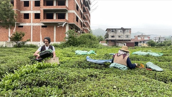 Deprem bölgesinde yapılacak "Çay Sokağı" konutlarına çay üreticilerinden destek