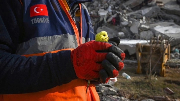 Depremden 97 saat sonra enkazda bulunan muhabbet kuşuna "Mucize" adı verildi