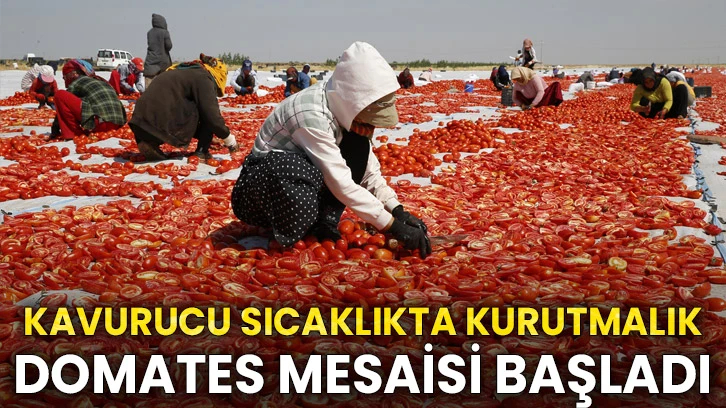 Diyarbakır'da kavurucu sıcaklıkta kurutmalık domates mesaisi başladı