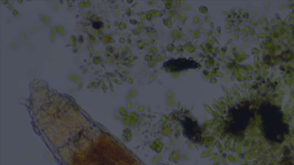Donmuş toprak tabakasında bulunan mikroskobik canlının 24 bin yıl hayatta kaldığı keşfedildi