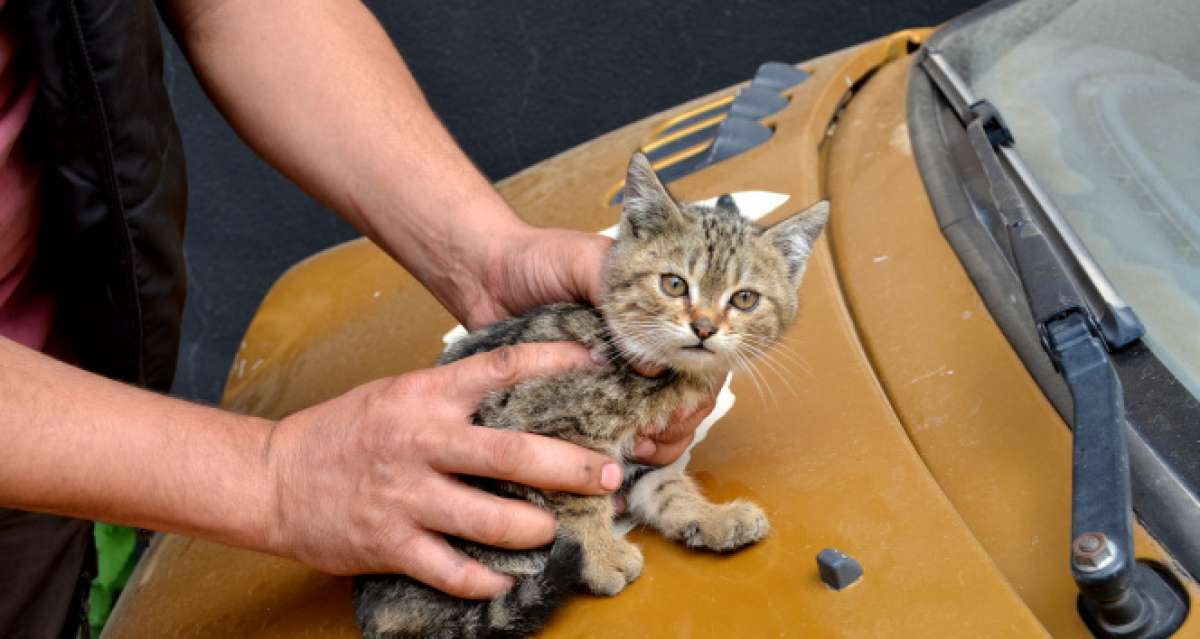 Duyarli Vatandastan Otomobilin Surucusune Not Kaputta Kedi Var Gaziantep Haberler Gaziantep Haberler Son Dakika Olay Haber Mega Haber 27