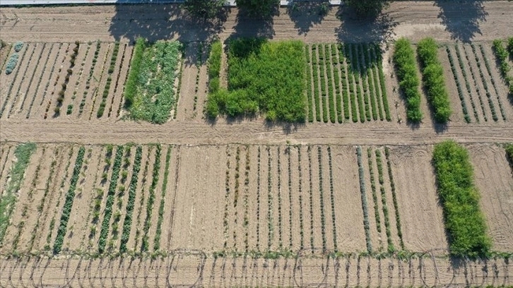 Edirne'deki tıbbi ve aromatik bitkiler bahçesi çiftçilere 'örnek' olacak
