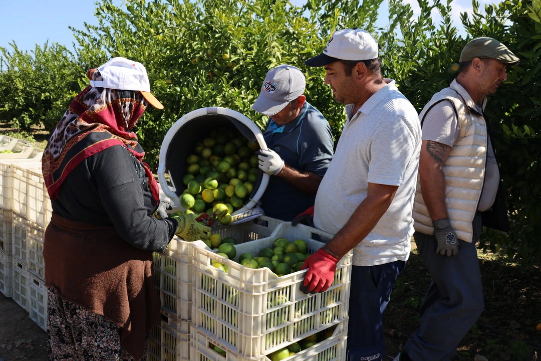 Ekim ayında mandalina ihracatında yüzde 144’lük rekor artış
