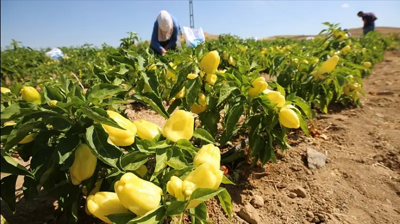 Elazığ'da yıllık 80 bin ton sebze üretimi ile ekonomiye katkı sağlanıyor