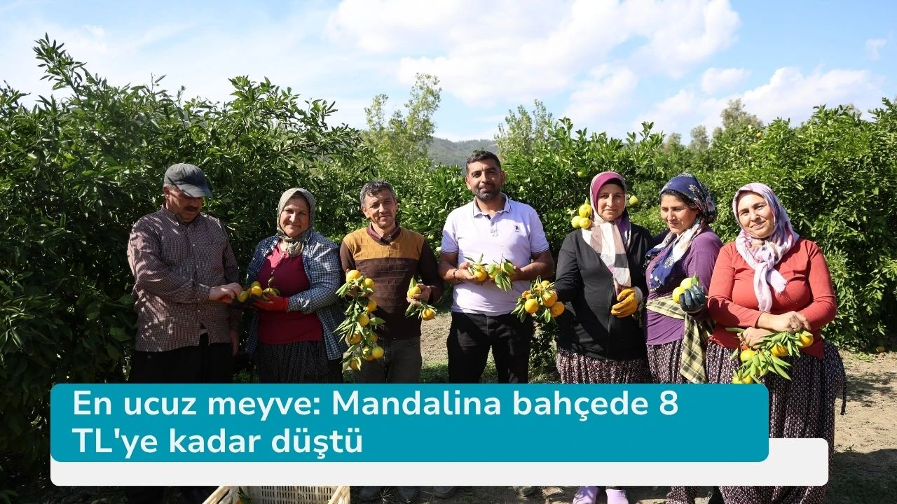 En ucuz meyve: Mandalina bahçede 8 TL'ye kadar düştü