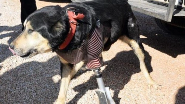 Enkazda altında patisini kaybeden köpeğe protez takıldı