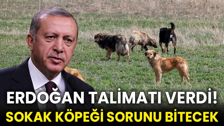 Erdoğan talimatı verdi! Sokak köpeği sorunu bitecek