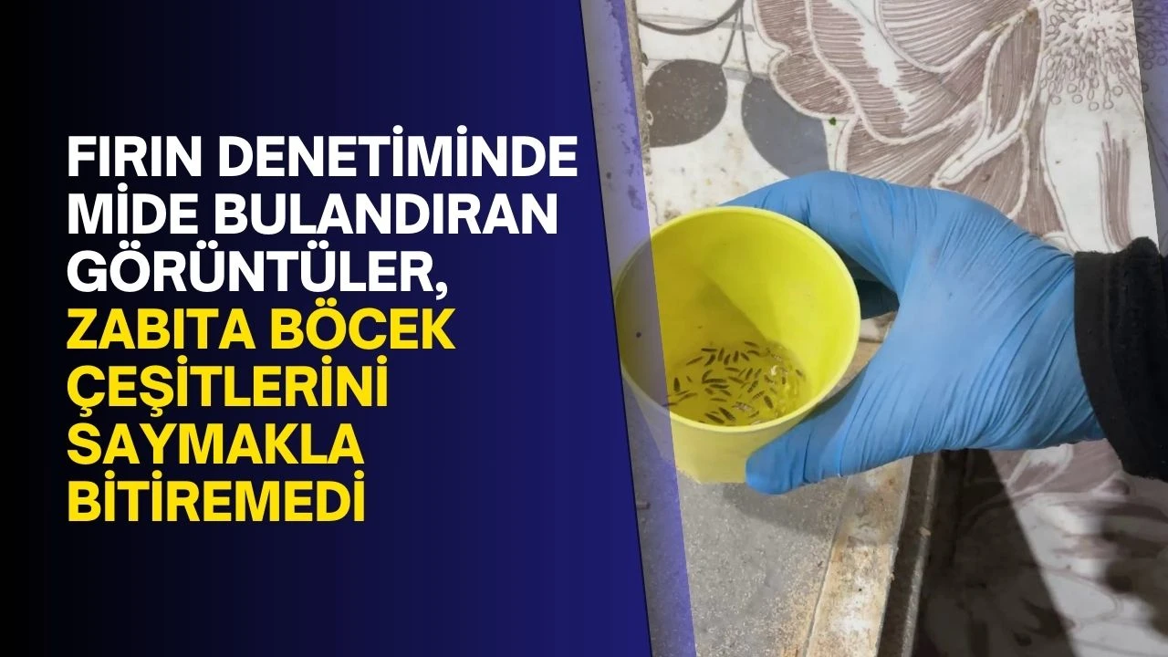 Fırın denetiminde mide bulandıran görüntüler, zabıta böcek çeşitlerini saymakla bitiremedi