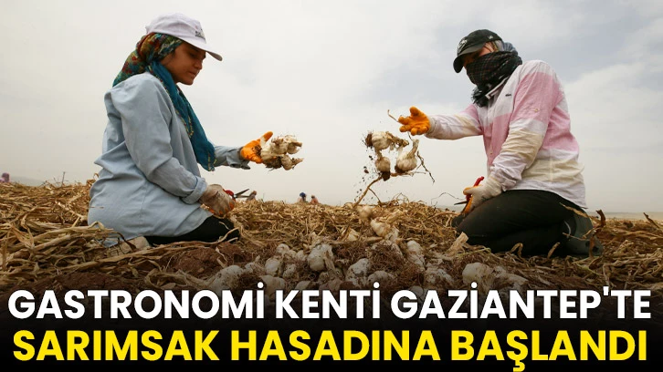 Gastronomi kenti Gaziantep'te sarımsak hasadına başlandı