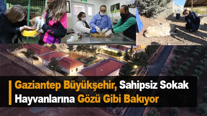 Gaziantep Büyükşehir, Sahipsiz Sokak  Hayvanlarına Gözü Gibi Bakıyor