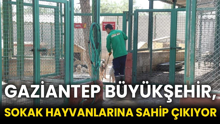 Gaziantep Büyükşehir, sokak hayvanlarına sahip çıkıyor