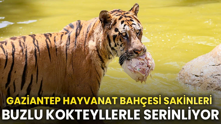 Gaziantep Hayvanat Bahçesi sakinleri buzlu kokteyllerle serinliyor