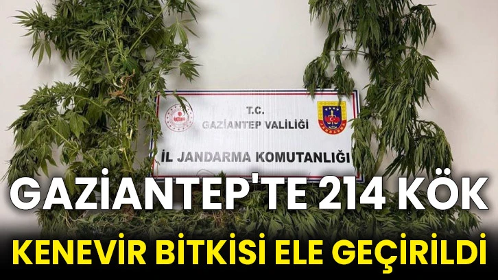 Gaziantep'te 214 kök kenevir bitkisi ele geçirildi