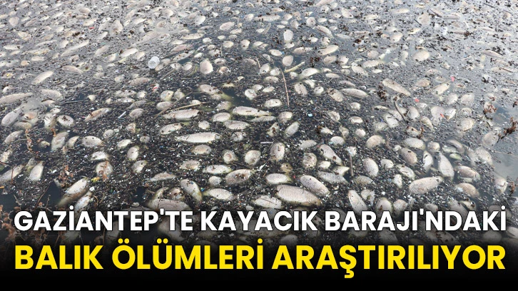 Gaziantep'te Kayacık Barajı'ndaki balık ölümleri araştırılıyor