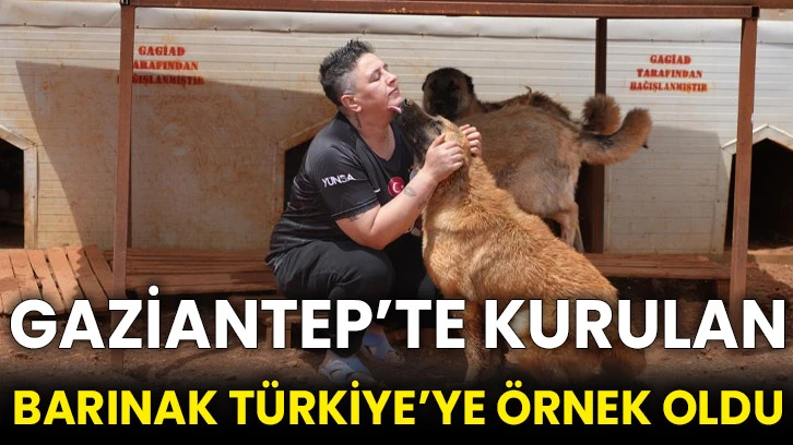 Gaziantep’te kurulan barınak Türkiye’ye örnek oldu