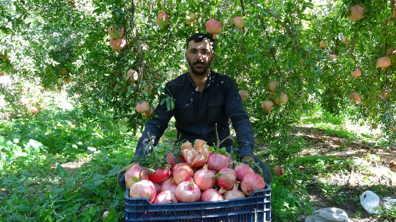 Gaziantep'te nar hasadı başladı