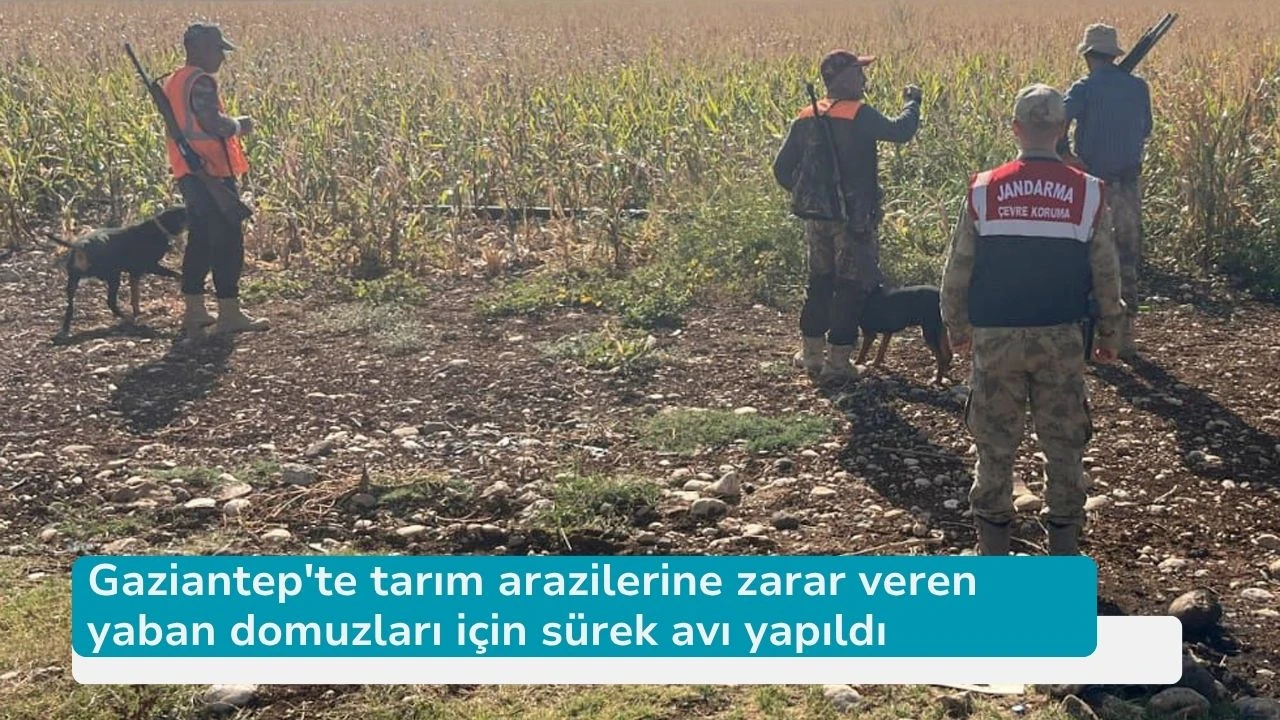 Gaziantep'te tarım arazilerine zarar veren yaban domuzları için sürek avı yapıldı