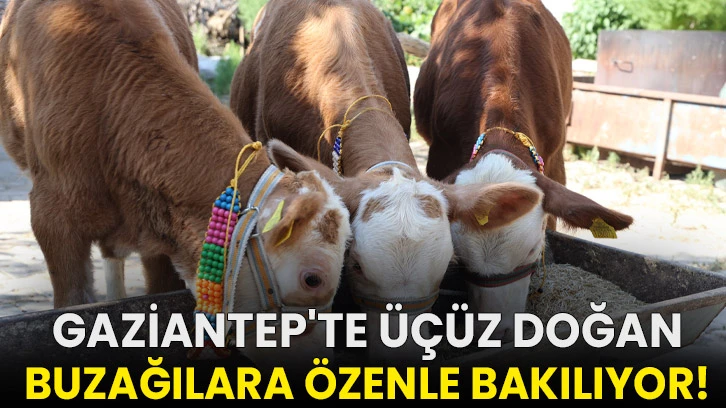 Gaziantep'te üçüz doğan buzağılara özenle bakılıyor!
