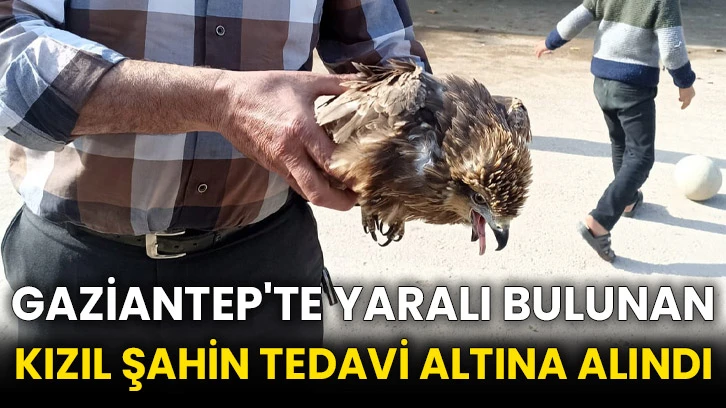 Gaziantep'te yaralı bulunan kızıl şahin tedavi altına alındı